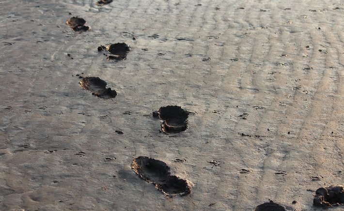 Mudflat Mysteries: The Hidden Life of the Benthic Buffet