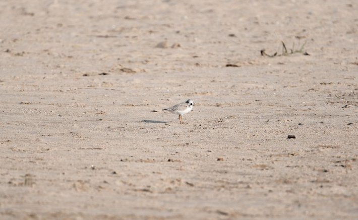 Piping Plovers on the Rebound: Lessons from a Banner Nesting Season