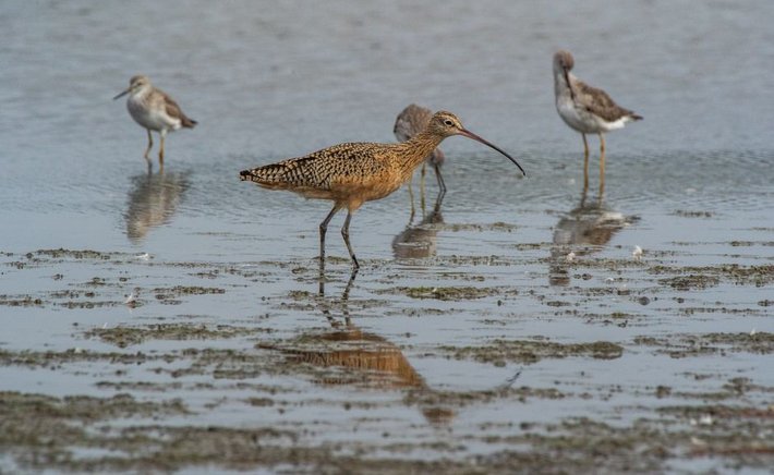 Reading the Flock: How to Identify Winter Shorebirds on Crowded Mudflats