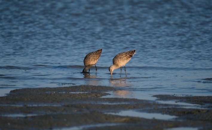 The Miracle of Migration: Tracking Hudsonian Godwits from Alaska to Tierra del Fuego
